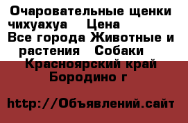 Очаровательные щенки чихуахуа  › Цена ­ 25 000 - Все города Животные и растения » Собаки   . Красноярский край,Бородино г.